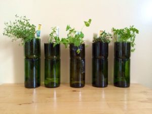 Upcycled Wine Bottles into Indoor Herb Planters