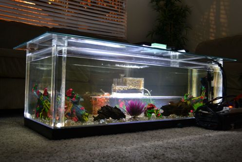 Coffee Table Fish Tank : 14 Coffee Table Aquarium Ideas Aquarium Amazing Aquariums Aquarium Design : This aquarium tank is a part of this collection.