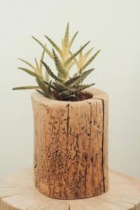 Log Planter for Succulent