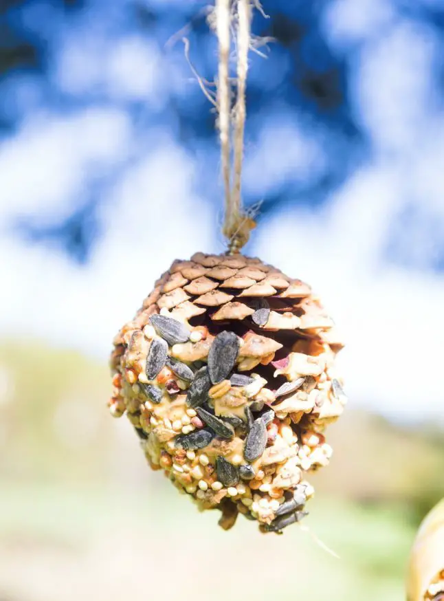 20 Best DIY Pine Cone Bird Feeder Craft Ideas