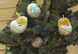 Conch Shell Candles