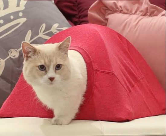 How to Make a Cat Tent