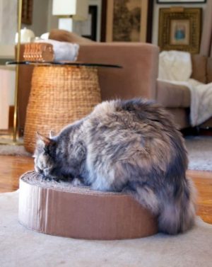 Cardboard Cat Scratcher DIY