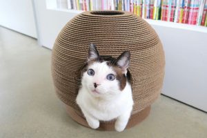 Cardboard Cat Scratcher House