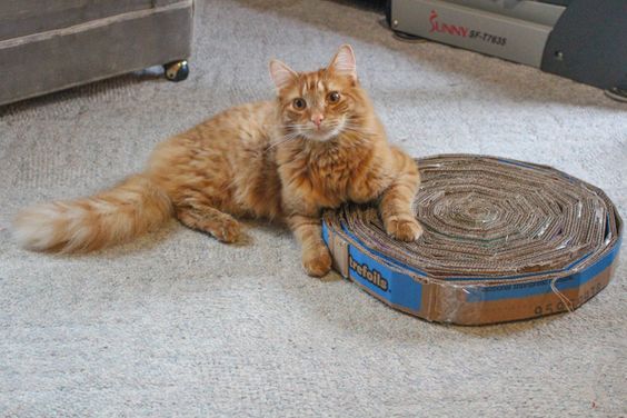 diy cardboard cat scratcher