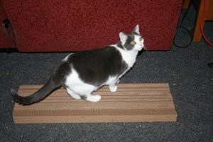Extra Large Cardboard Cat Scratcher